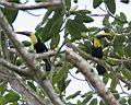 Img_7207a10d-tukan hnedohrbety-chestnut-mandibled toucan.jpg